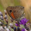 Слика од <i>Stygionympha <i>wichgrafi</i></i> wichgrafi