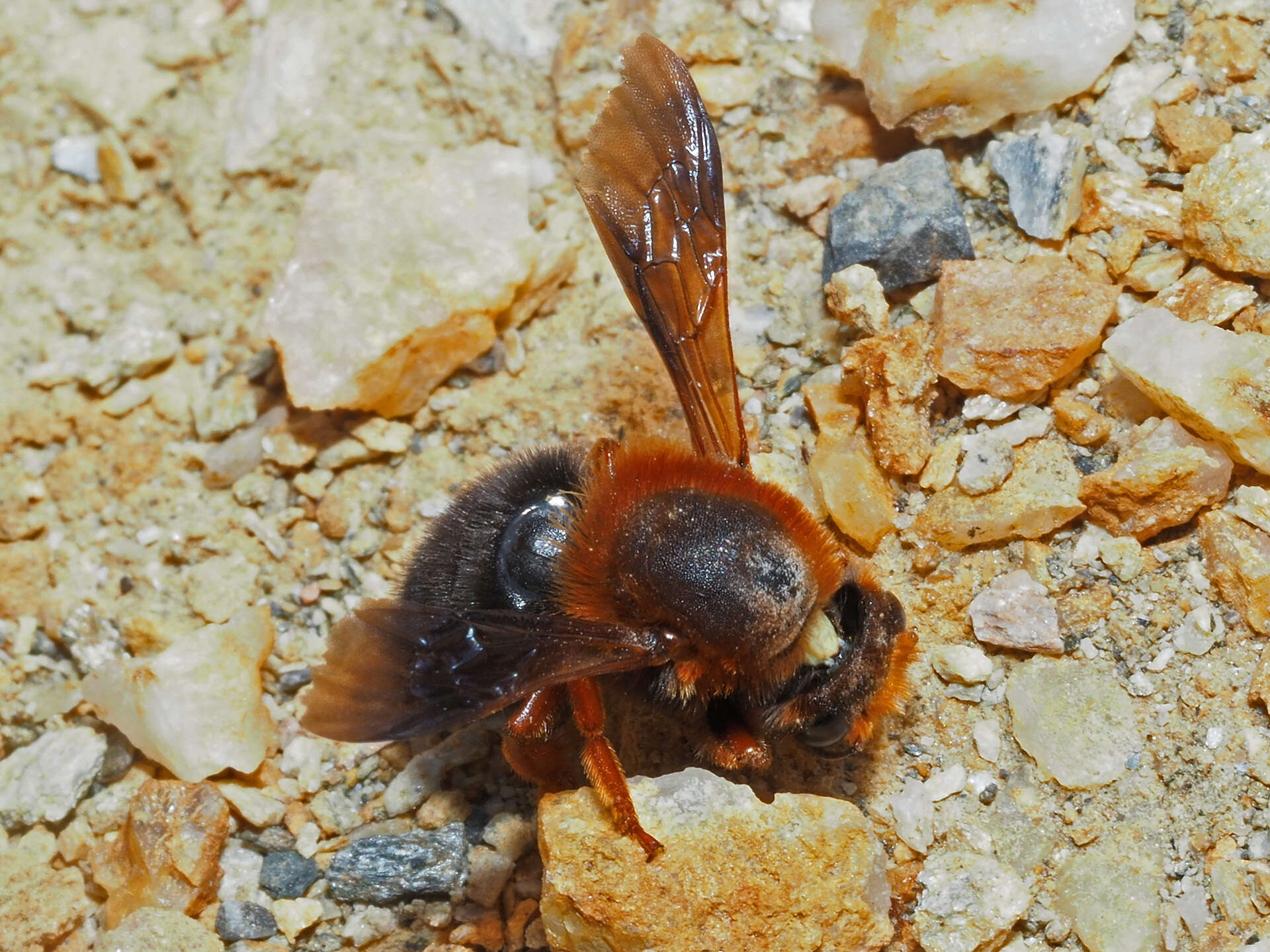 Image of Megachile sicula (Rossi 1792)