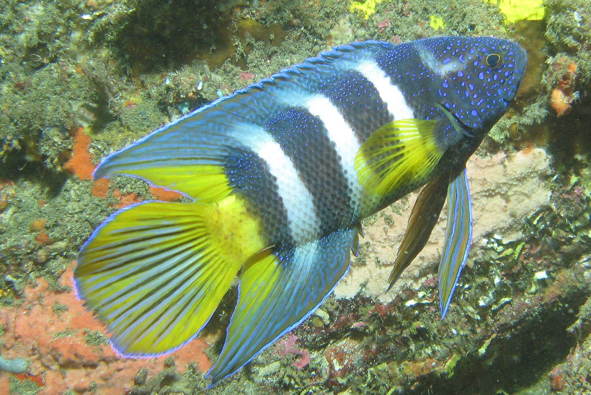 Paraplesiops bleekeri (Günther 1861) resmi