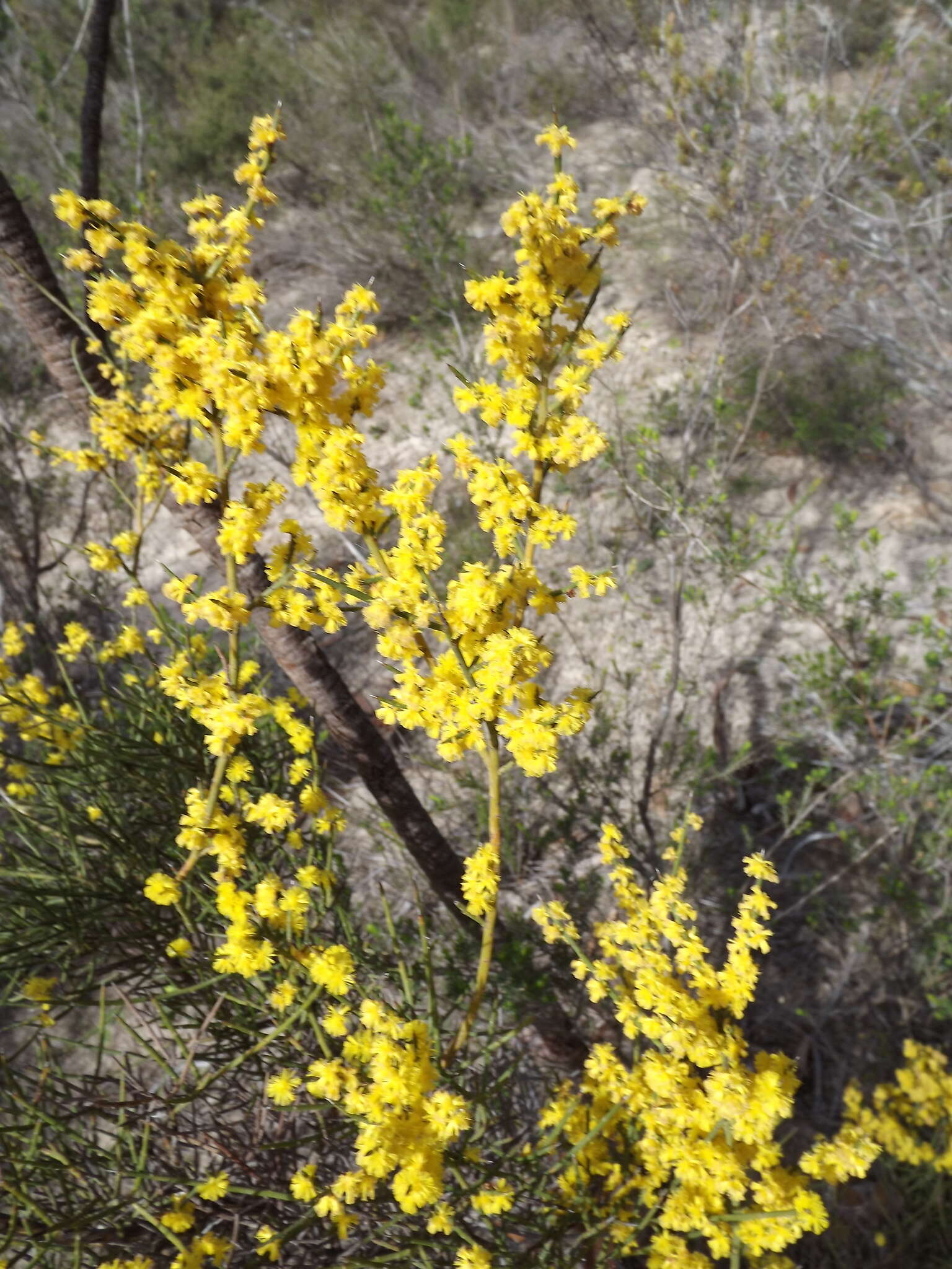 Слика од Acacia spinescens Benth.