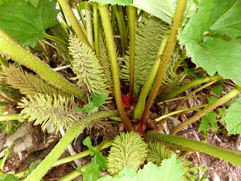 Image of giant rhubarb