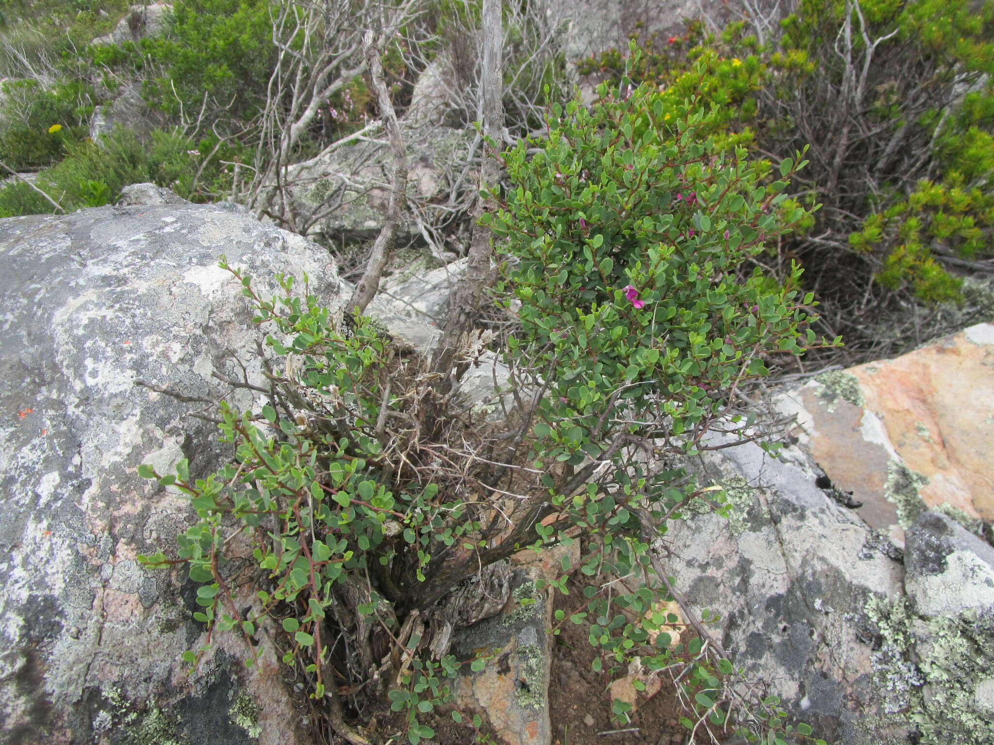 Image of Indigofera denudata Thunb.