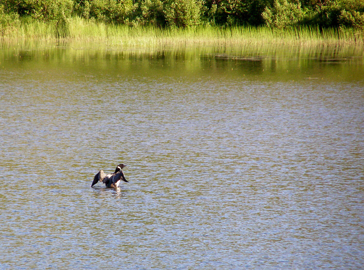 Image of loons