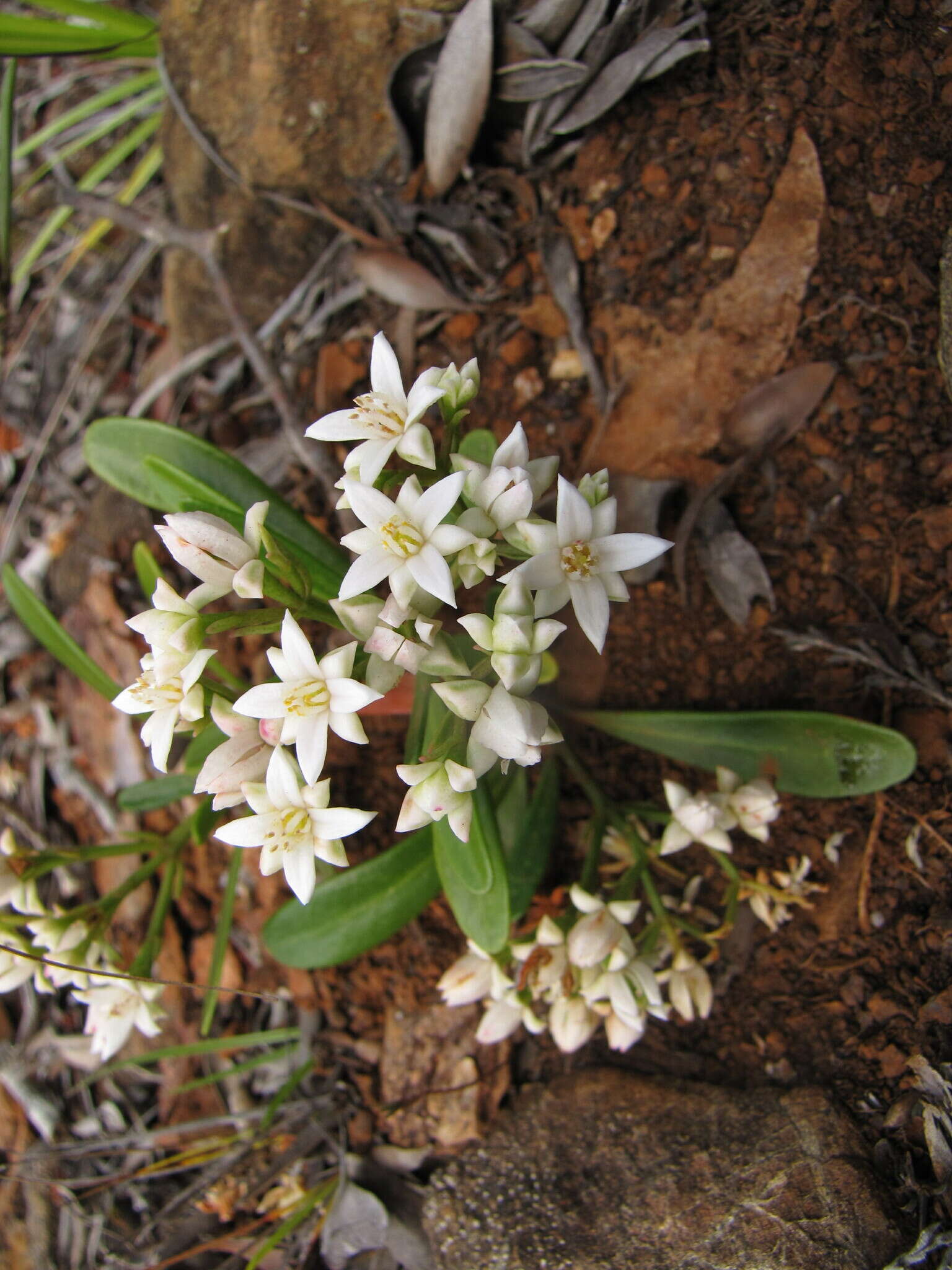 Boronia koniambiensis Däniker的圖片