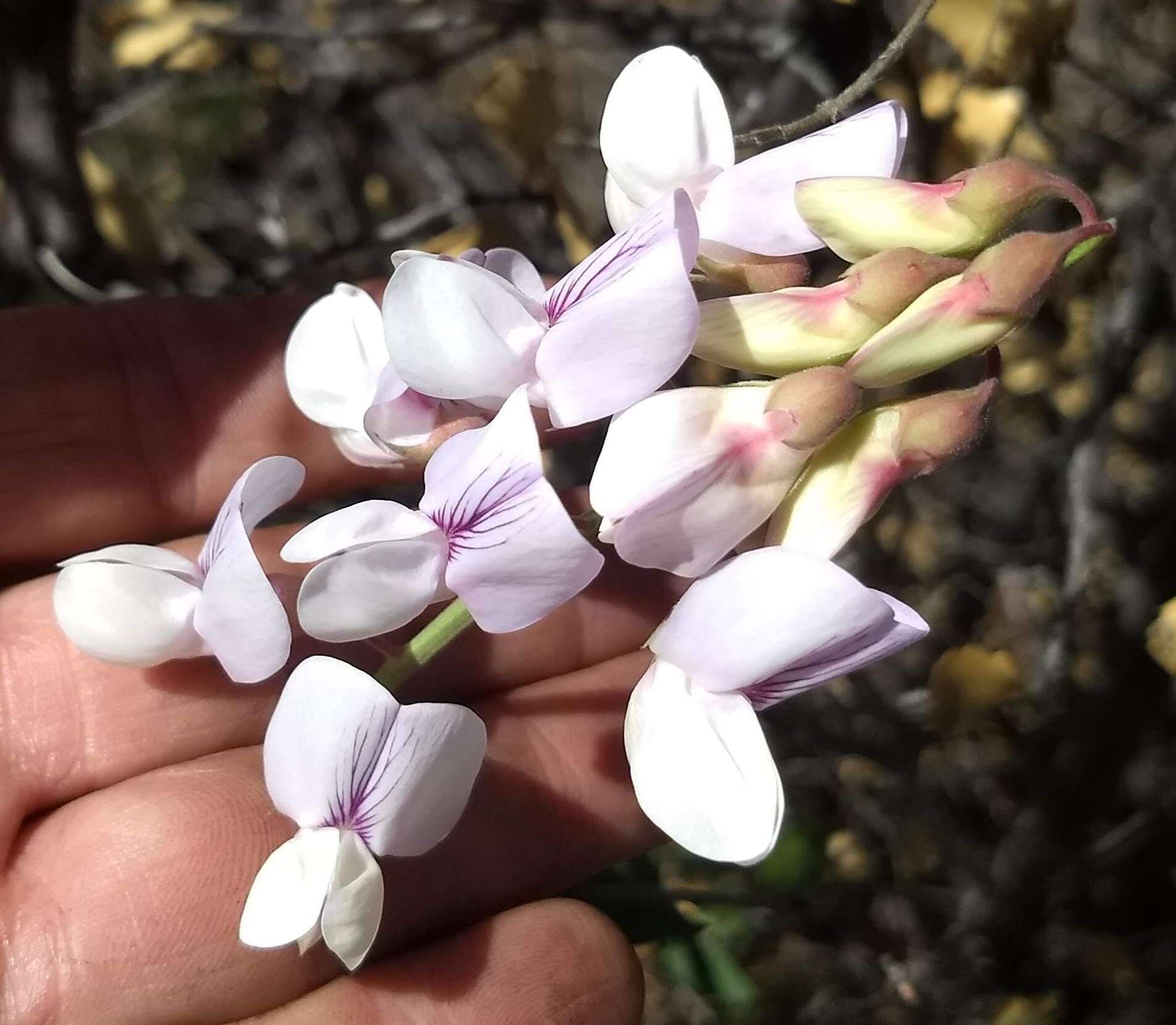 Image of Pacific pea