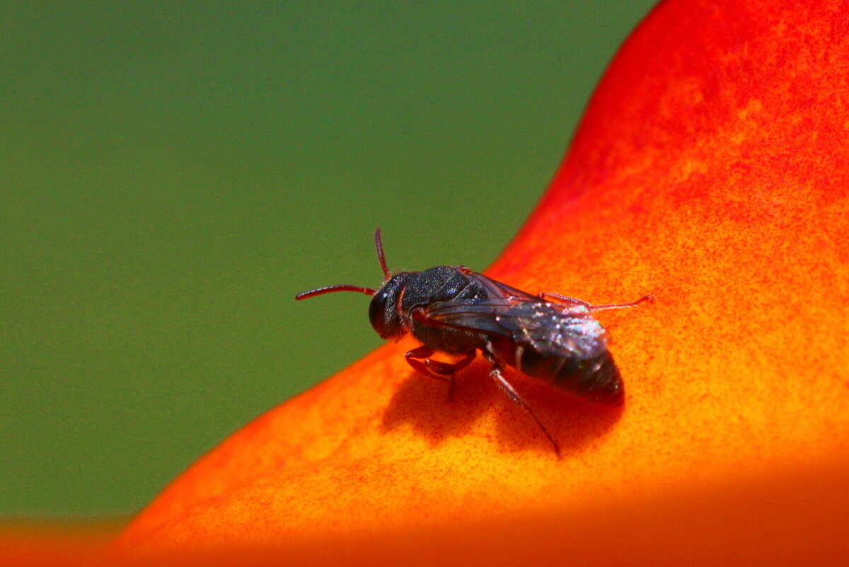 Sivun Hylaeus heraldicus (Smith 1853) kuva