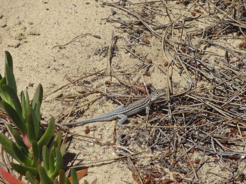 Image of Spiny-footed Lizard