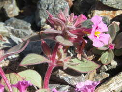 Image of Johnston's monkeyflower