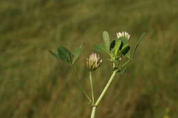 Image of bigflower clover