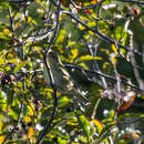 Image of Tennessee Warbler