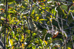 Image of Tennessee Warbler