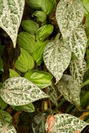 Image of Celebes pepper