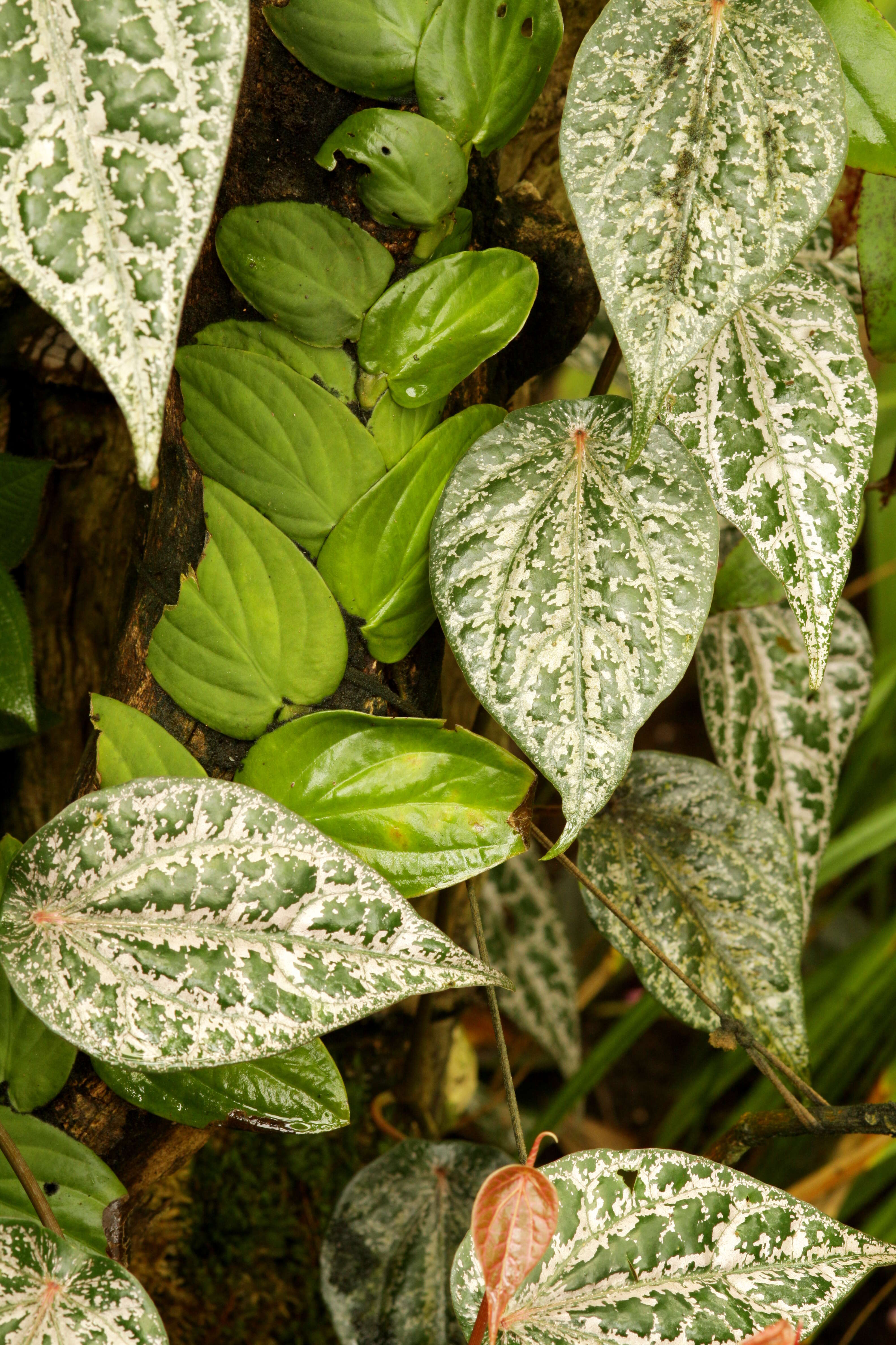 Image of Celebes pepper