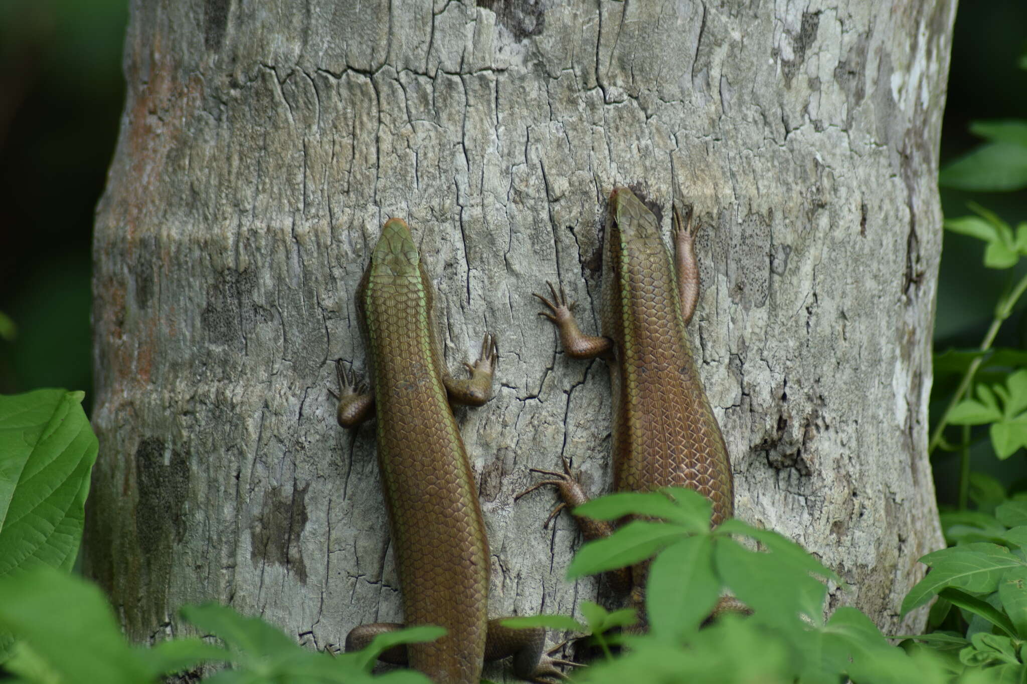 Imagem de Eutropis carinata (Schneider 1801)