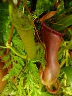 Image of Nepenthes ventricosa Blanco