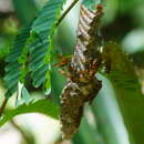 Image of Polistes instabilis de Saussure 1853