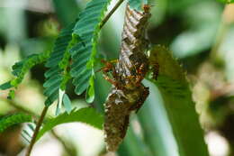 Image of Polistes instabilis de Saussure 1853