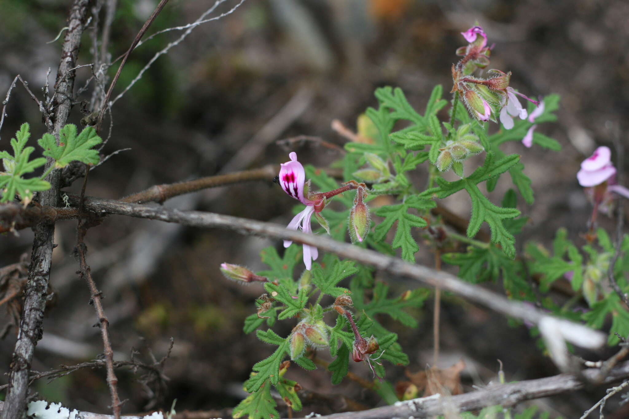 Image of rasp-leaf pelargonium