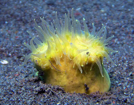 Image of Button Coral