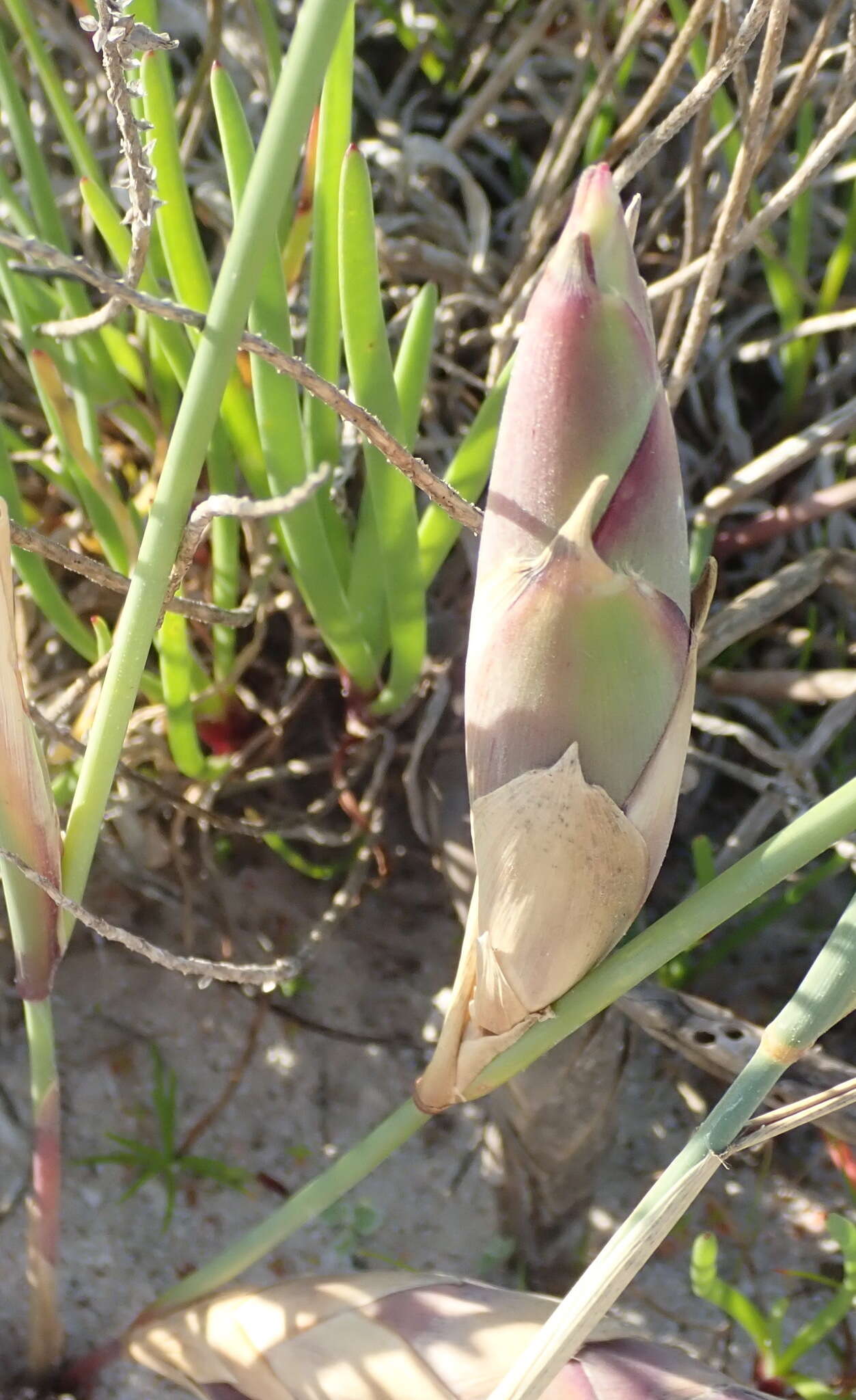 Image of pyp grass