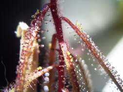 صورة Drosera hartmeyerorum Schlauer