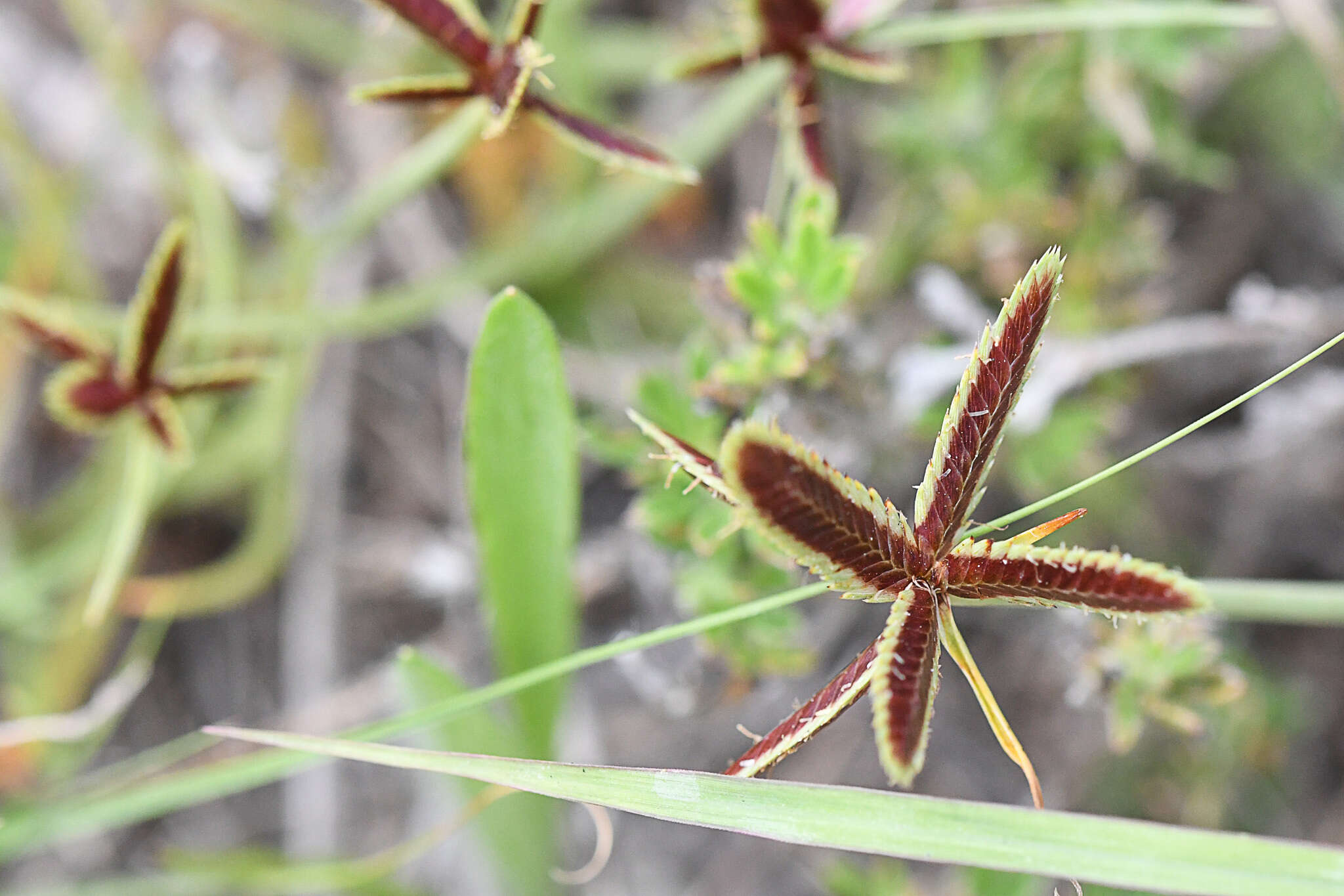 Image of Cyperus rubicundus Vahl