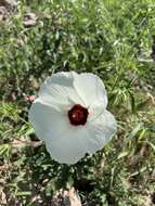 Image of Arizona rosemallow