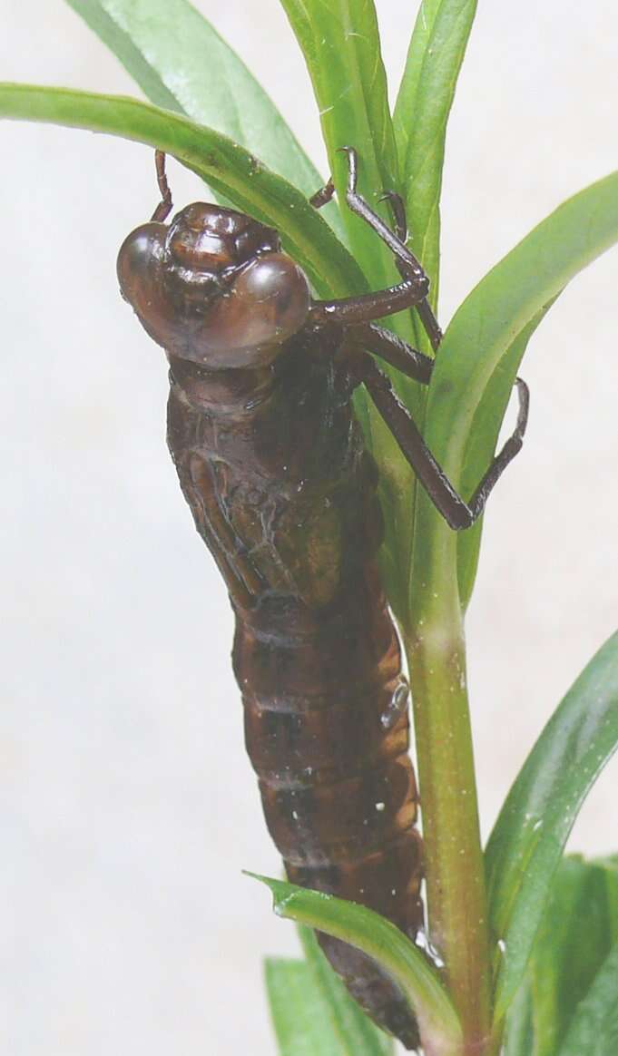 Image of Common Hawker