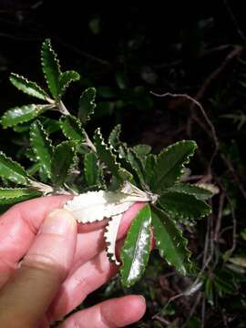 Image of Monro's Ragwort