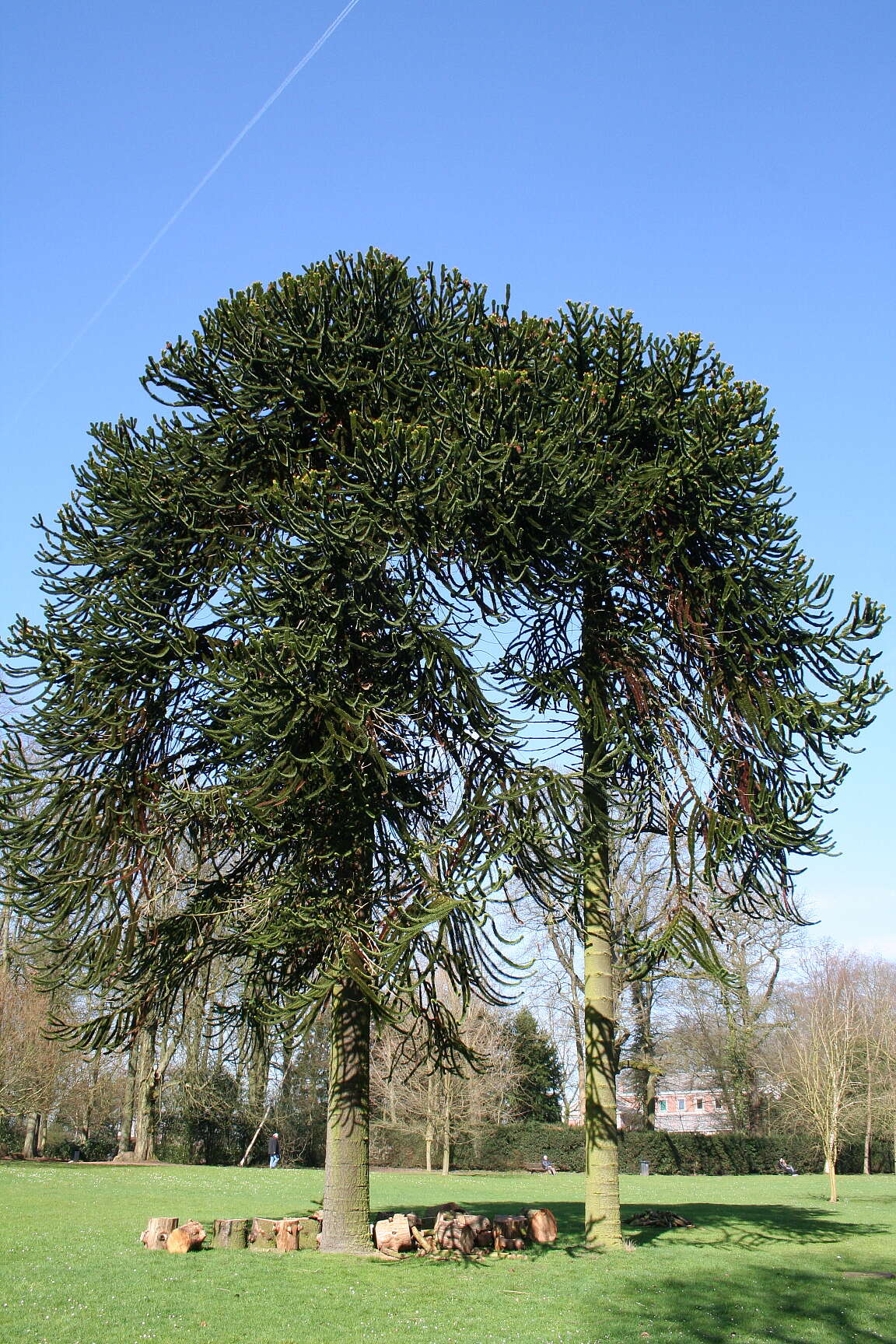 Image of Monkey Puzzle