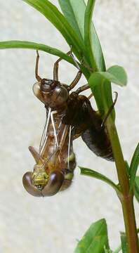 Image of Common Hawker