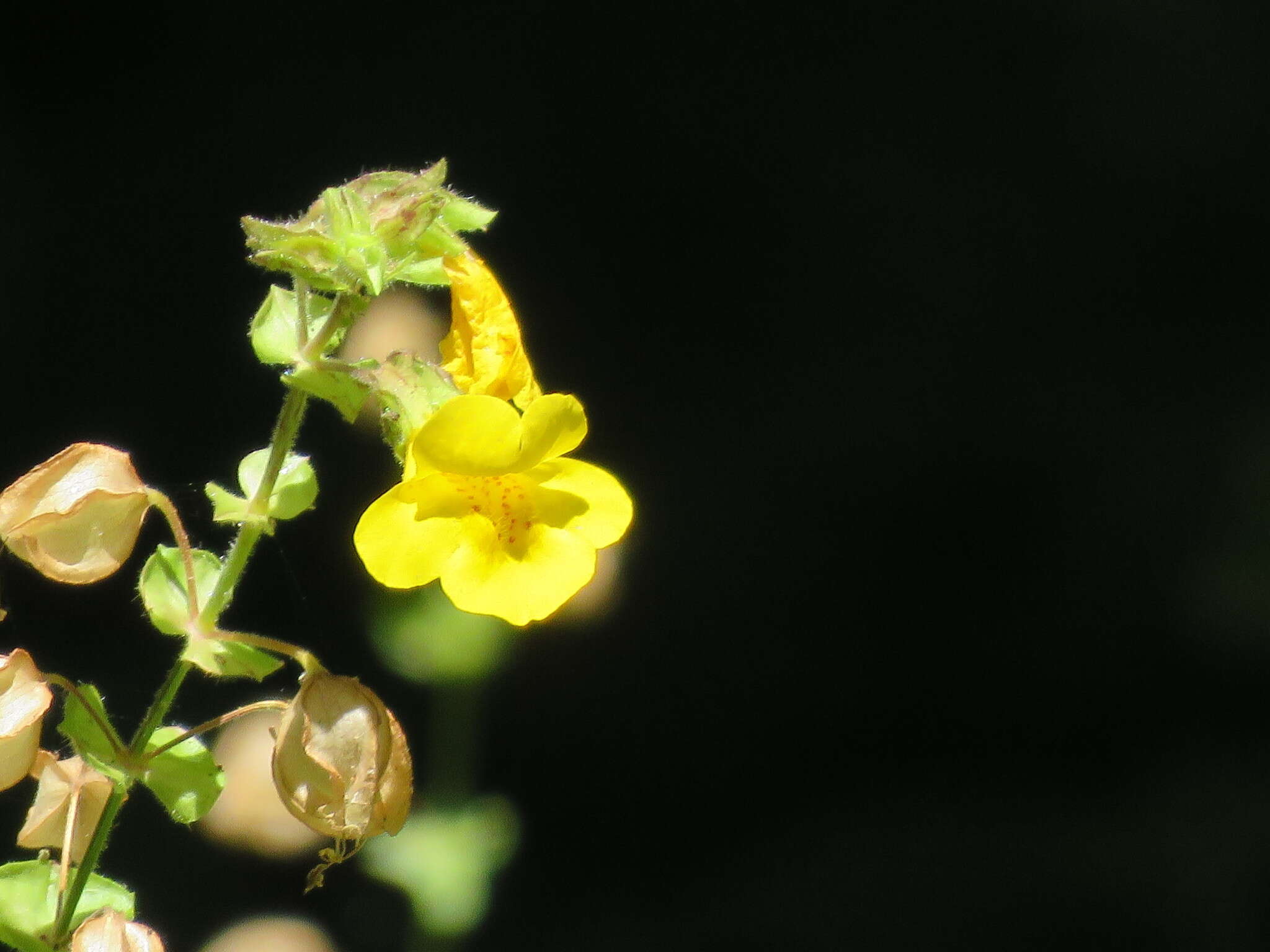 Erythranthe arvensis (Greene) G. L. Nesom resmi