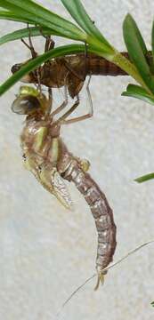 Image of Common Hawker