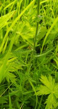 Image of Achillea impatiens L.