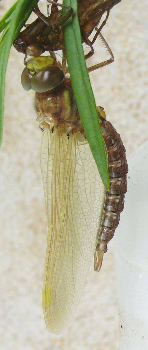 Image of Common Hawker