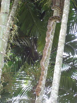 Image of Amethystine or scrub python