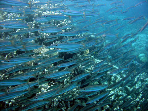 Image of Yellowtail barracuda