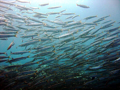 Image of Yellowtail barracuda