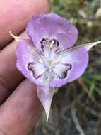 Calochortus longibarbatus var. longibarbatus resmi