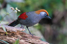 Image of Red-tailed Laughingthrush