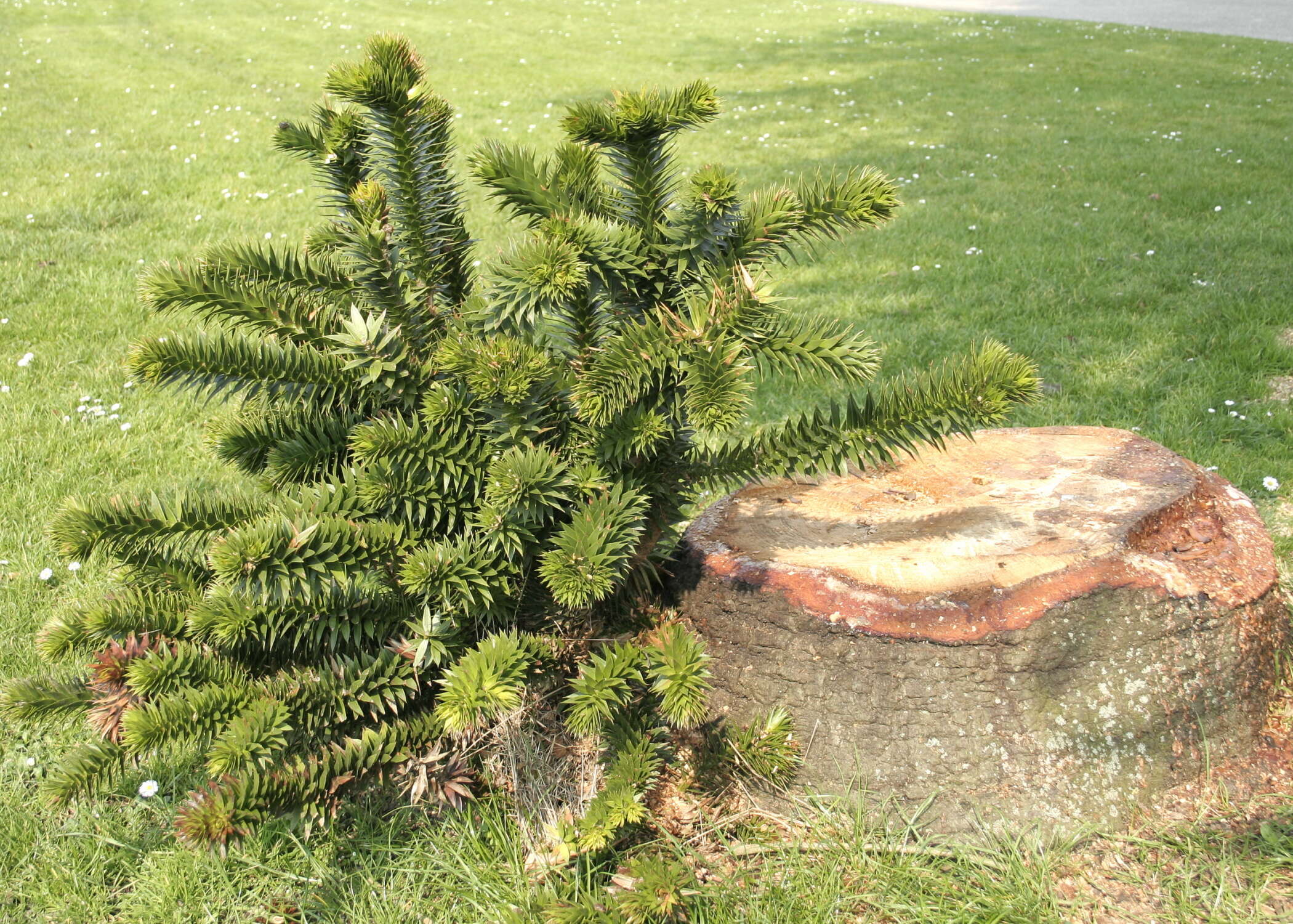 Image of Monkey Puzzle