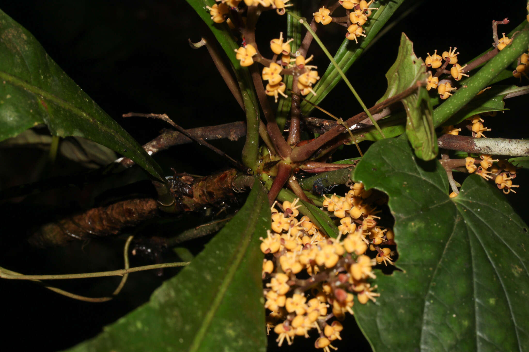 Image of Cybianthus schlimii (Hook. fil.) G. Agostini