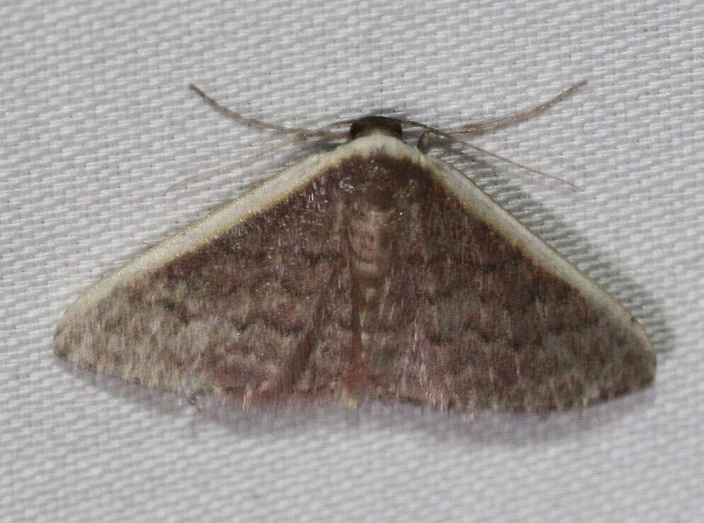 صورة Idaea costaria Walker 1863