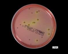 Image of Staphylococcus epidermidis