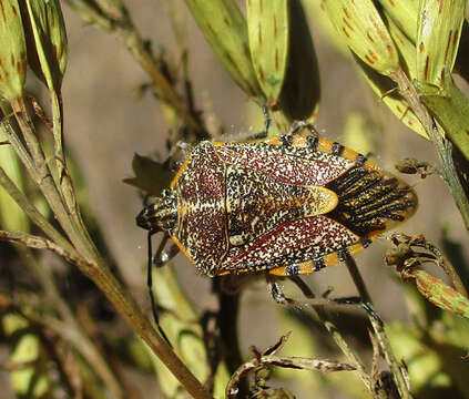 Image of <i>Agonoscelis versicoloratus</i>