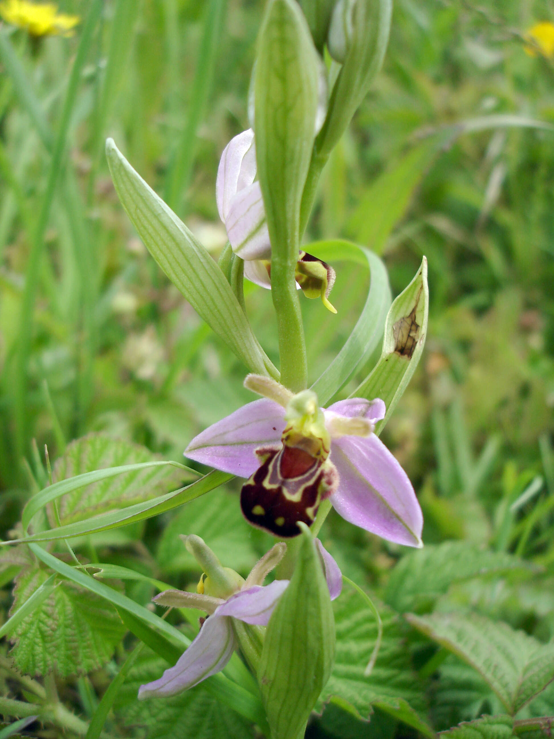 Image of Bee orchid