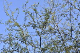 Image de Vachellia farnesiana var. farnesiana