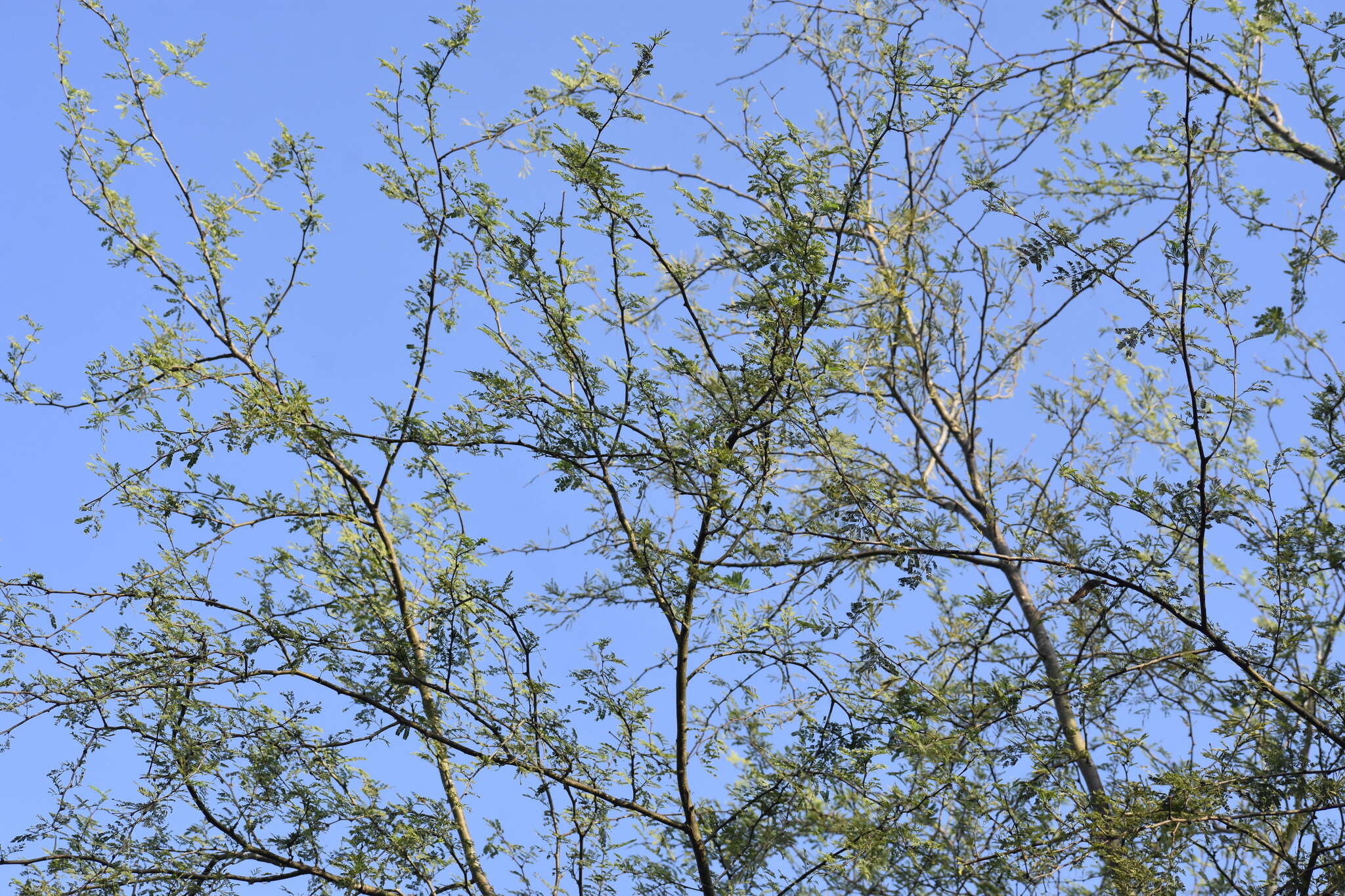 Слика од Vachellia farnesiana var. farnesiana