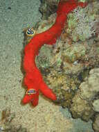 Sivun Chromodoris quadricolor (Rüppell & Leuckart 1830) kuva