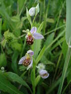 Image of Bee orchid